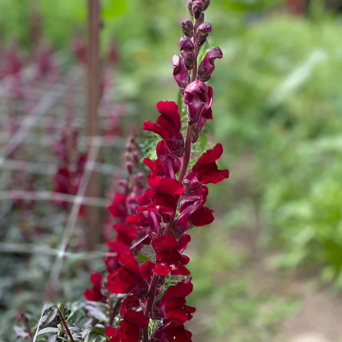 Snapdragon 'Black Prince' Seeds - Cold Resistant, 30 seeds
