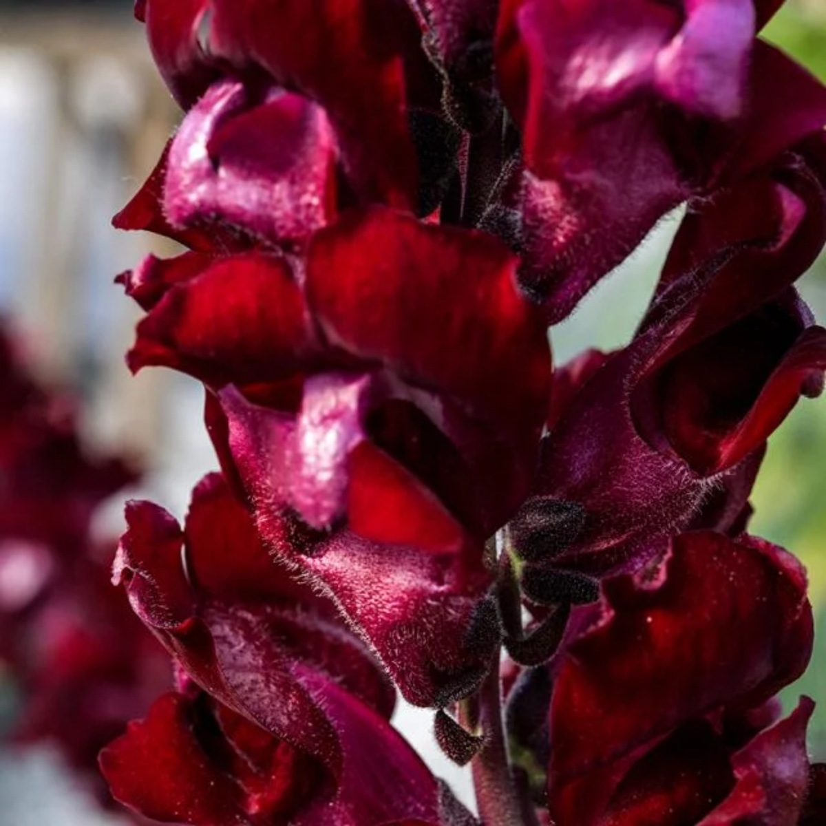 30 Seeds| Snapdragon 'Black Prince' Seeds - Cold Resistant -Attracts pollinators - Open-Pollinating -Plant before the frost/after frost - #62