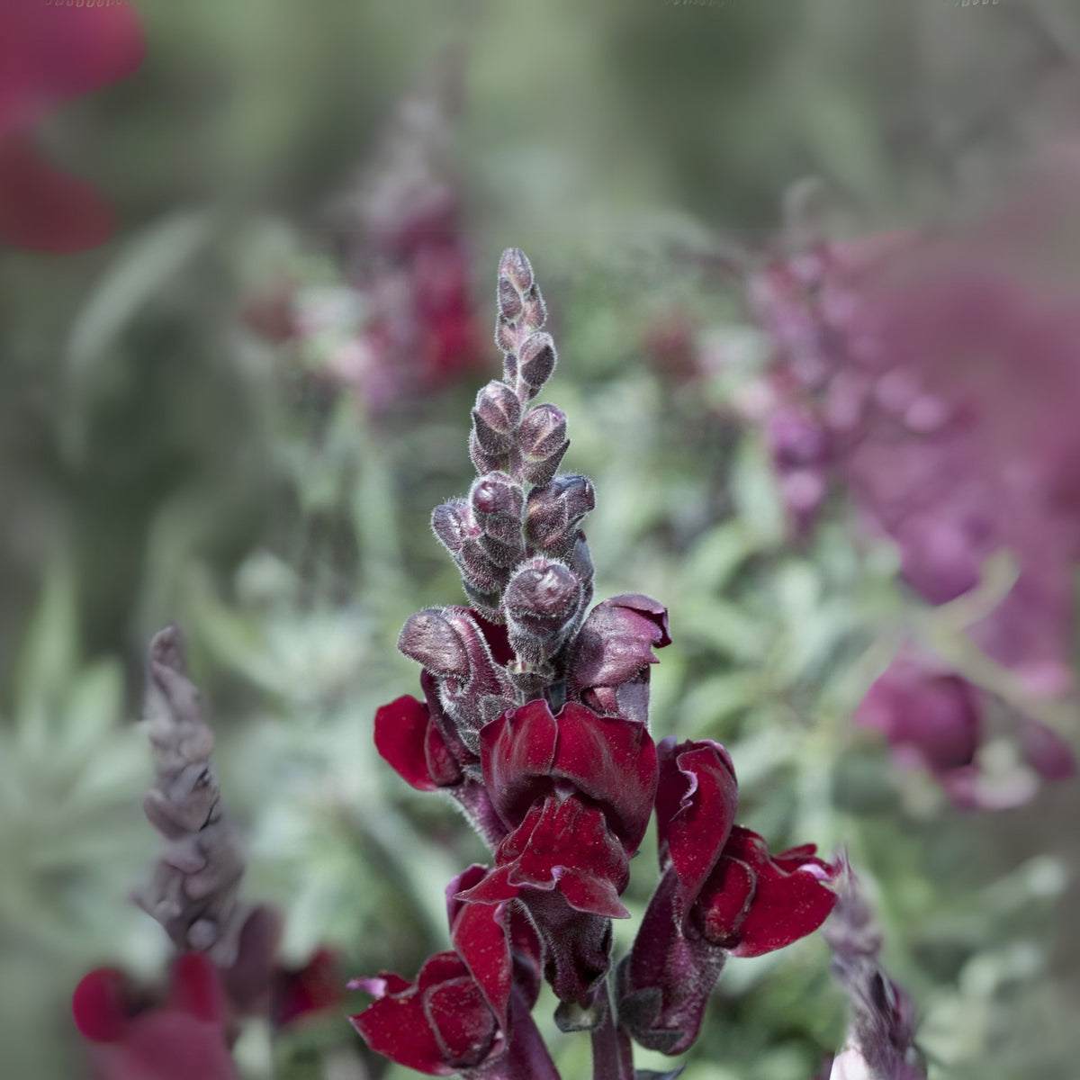 Snapdragon 'Black Prince' Seeds - Cold Resistant, 30 seeds