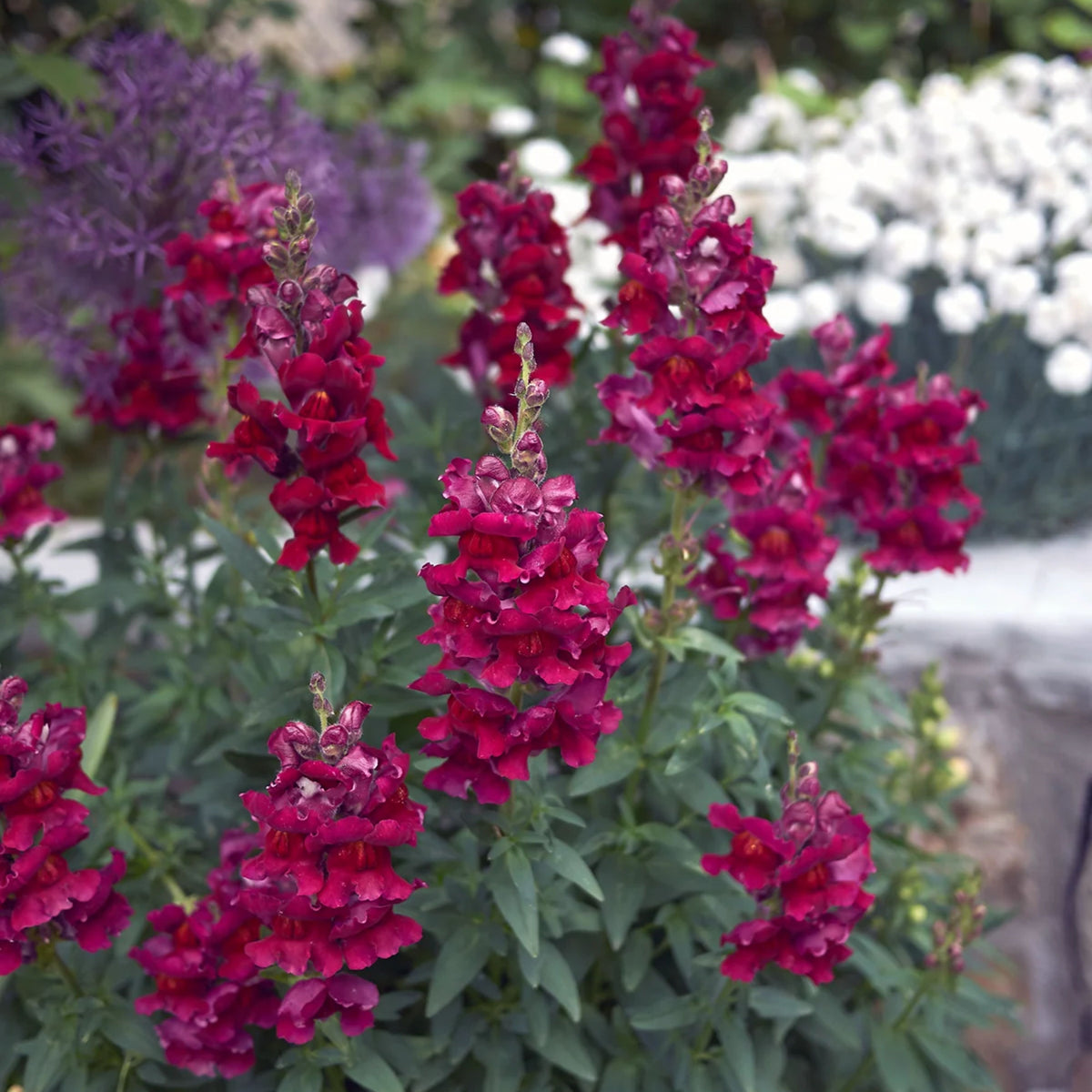 Snapdragon 'Black Prince' Seeds - Cold Resistant, 30 seeds