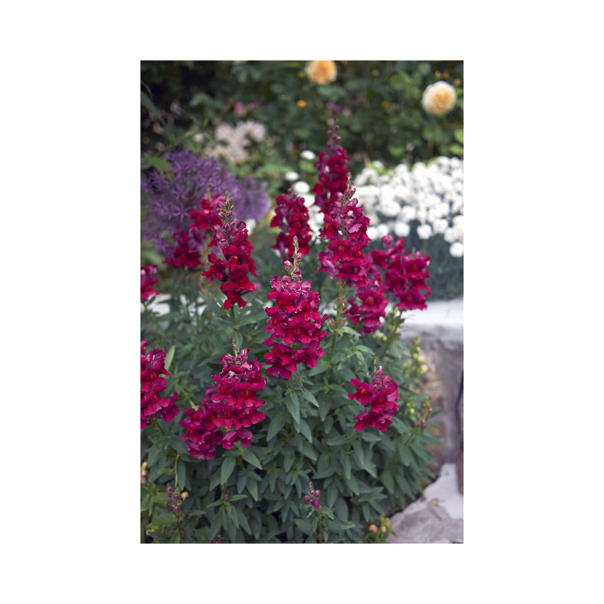 Snapdragon 'Black Prince' Seeds - Cold Resistant, 30 seeds