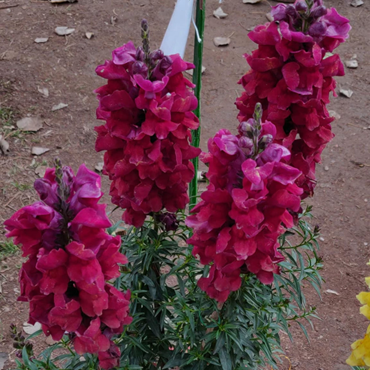 Snapdragon 'Black Prince' Seeds - Cold Resistant, 30 seeds