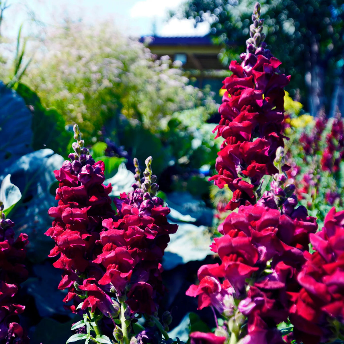 Snapdragon 'Black Prince' Seeds - Cold Resistant, 30 seeds