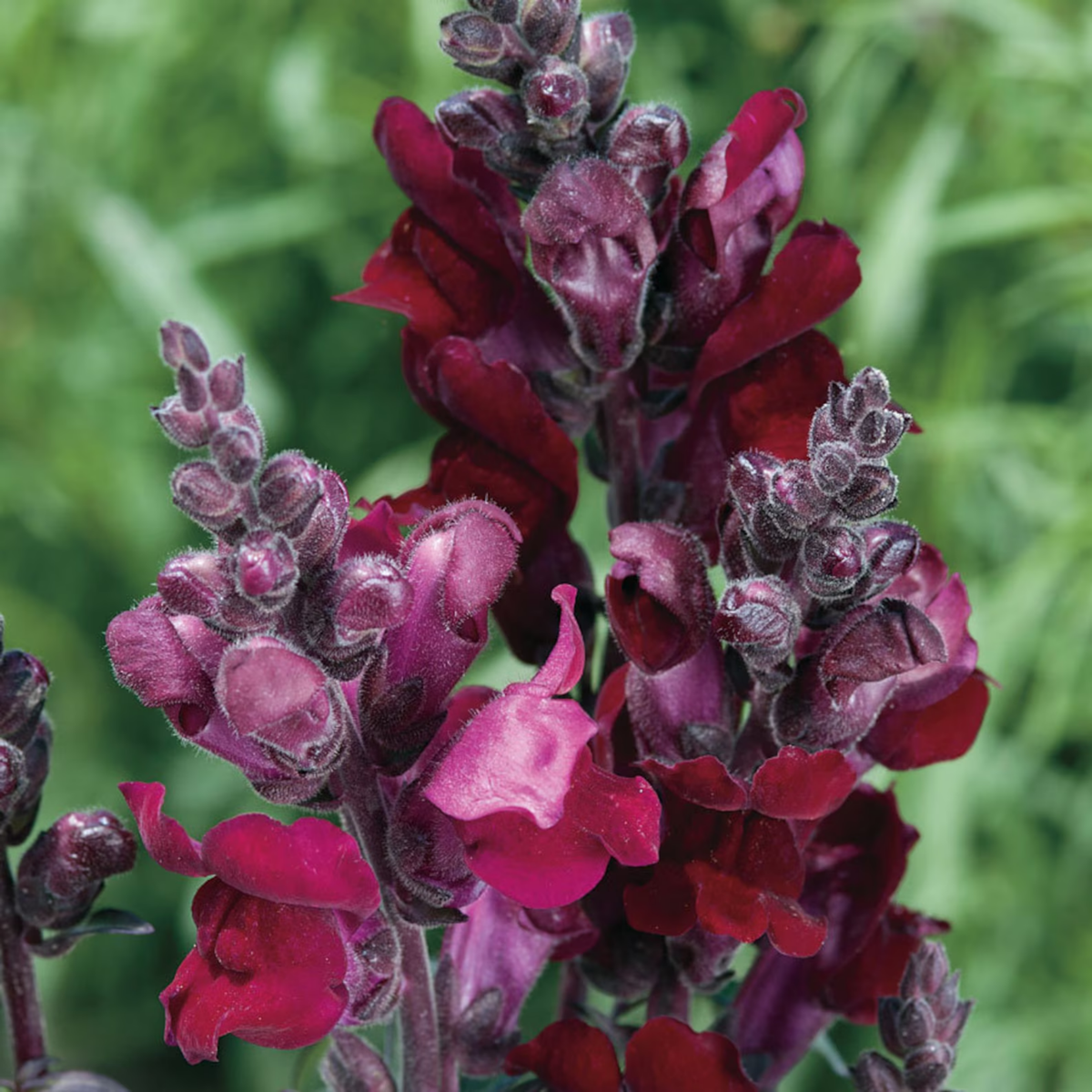 30 Seeds| Snapdragon 'Black Prince' Seeds - Cold Resistant -Attracts pollinators - Open-Pollinating -Plant before the frost/after frost - #62