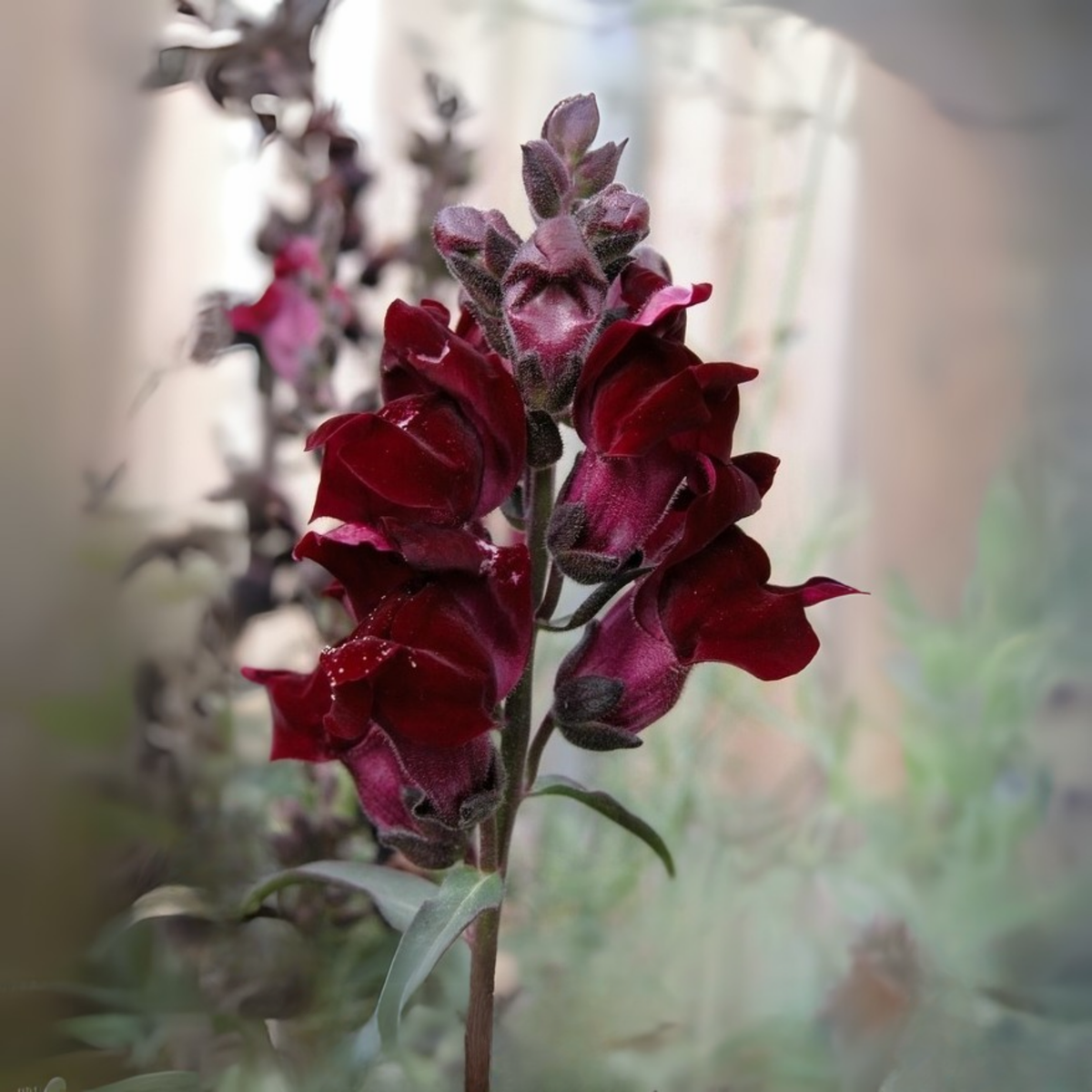 30 Seeds| Snapdragon 'Black Prince' Seeds - Cold Resistant -Attracts pollinators - Open-Pollinating -Plant before the frost/after frost - #62