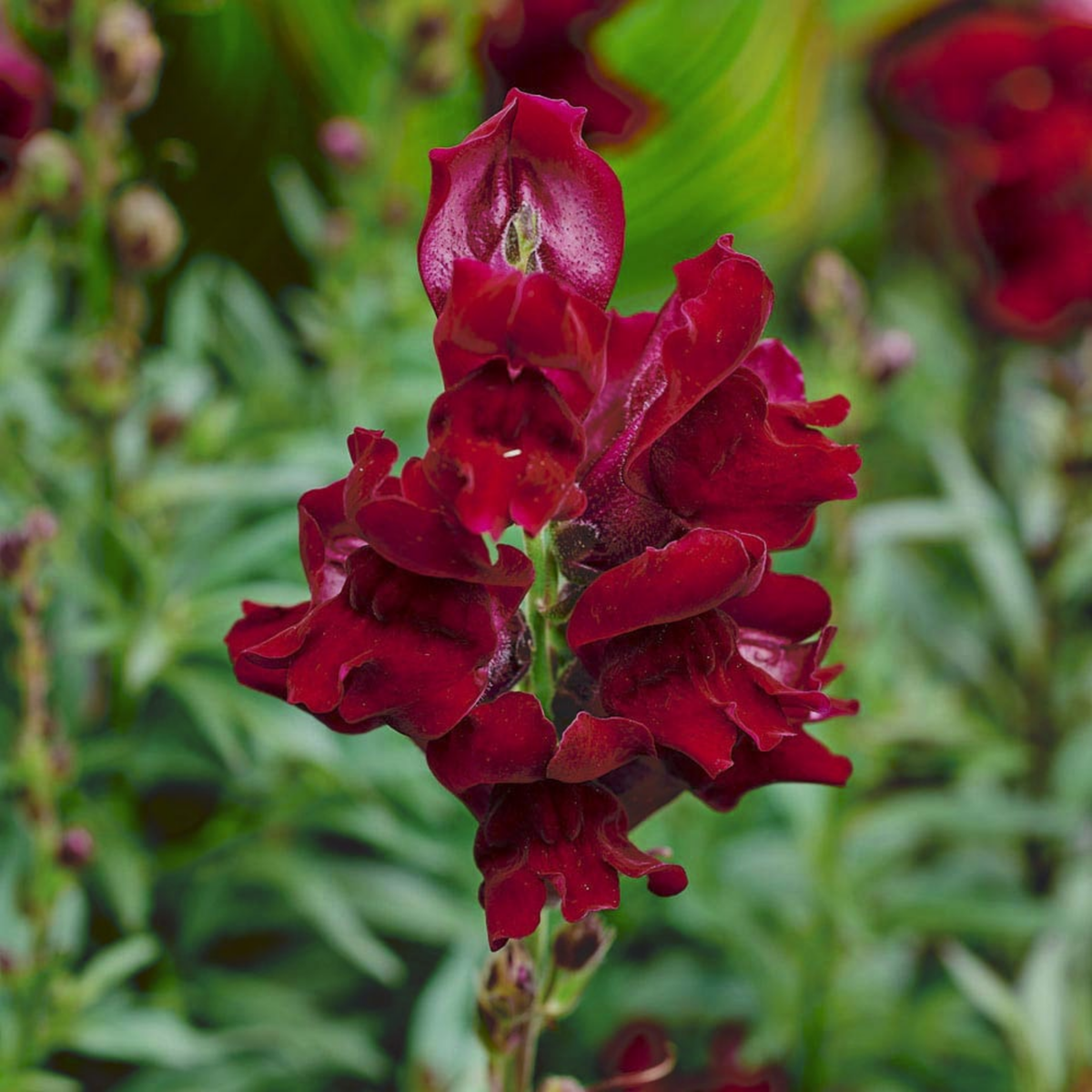 30 Seeds| Snapdragon 'Black Prince' Seeds - Cold Resistant -Attracts pollinators - Open-Pollinating -Plant before the frost/after frost - #62
