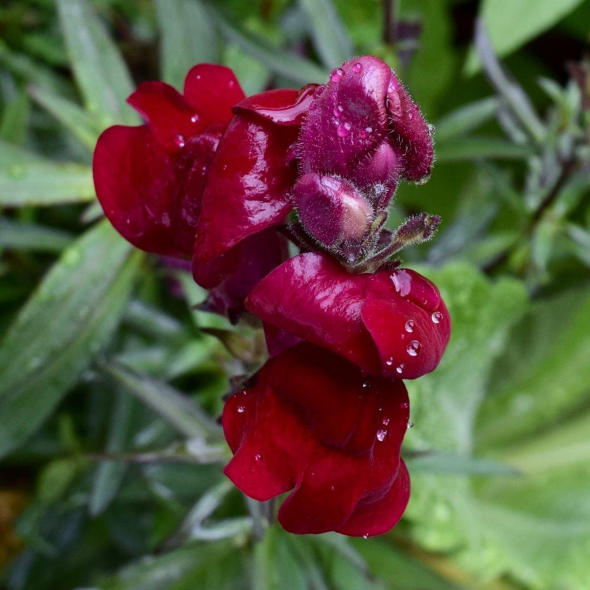 30 Seeds| Snapdragon 'Black Prince' Seeds - Cold Resistant -Attracts pollinators - Open-Pollinating -Plant before the frost/after frost - #62