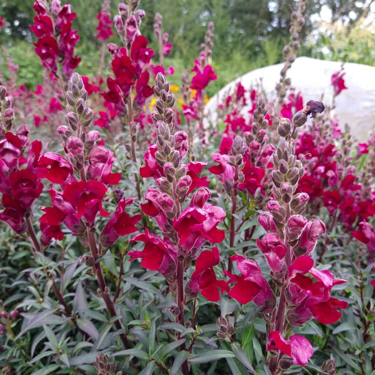 Snapdragon 'Black Prince' Seeds - Cold Resistant, 30 seeds
