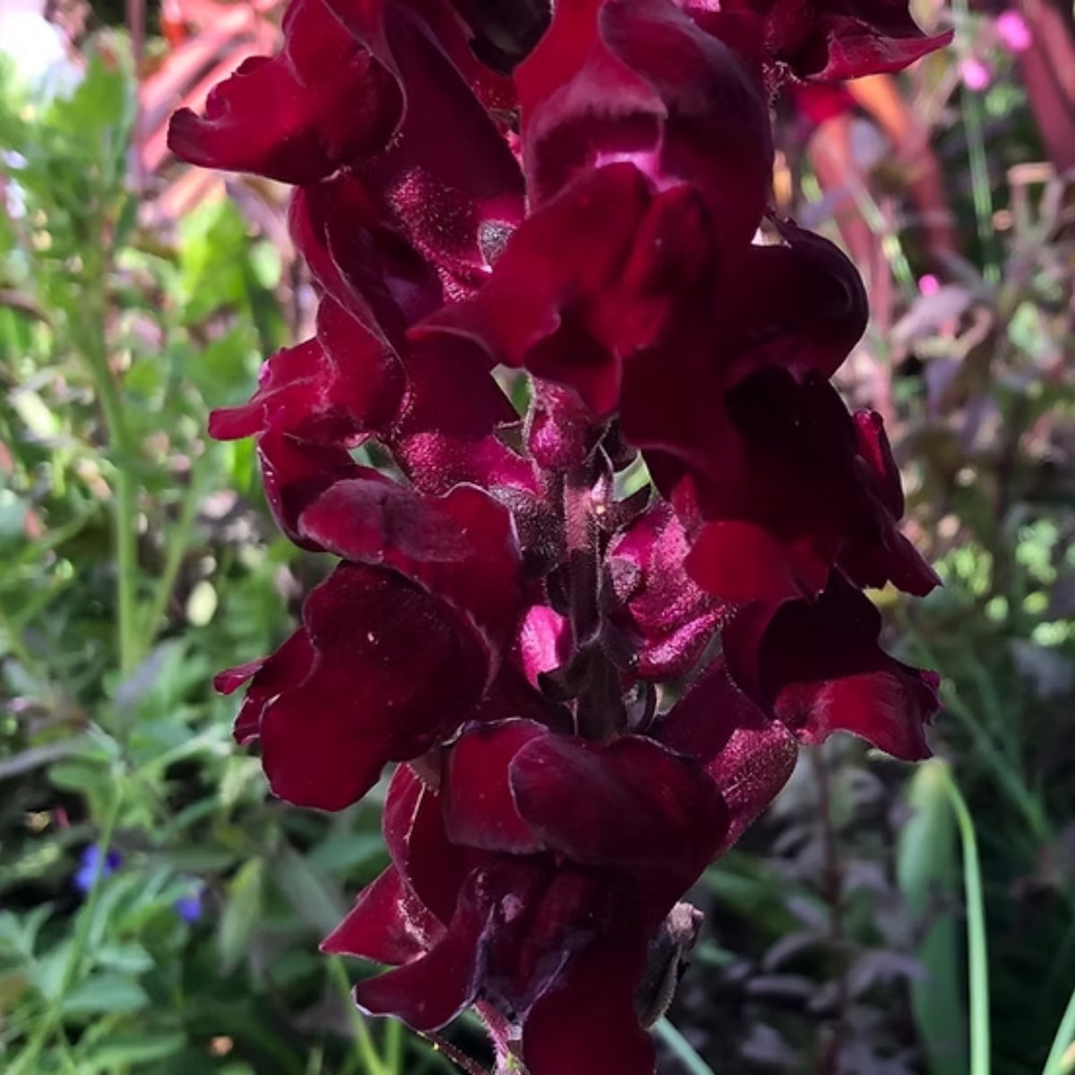 30 Seeds| Snapdragon 'Black Prince' Seeds - Cold Resistant -Attracts pollinators - Open-Pollinating -Plant before the frost/after frost - #62