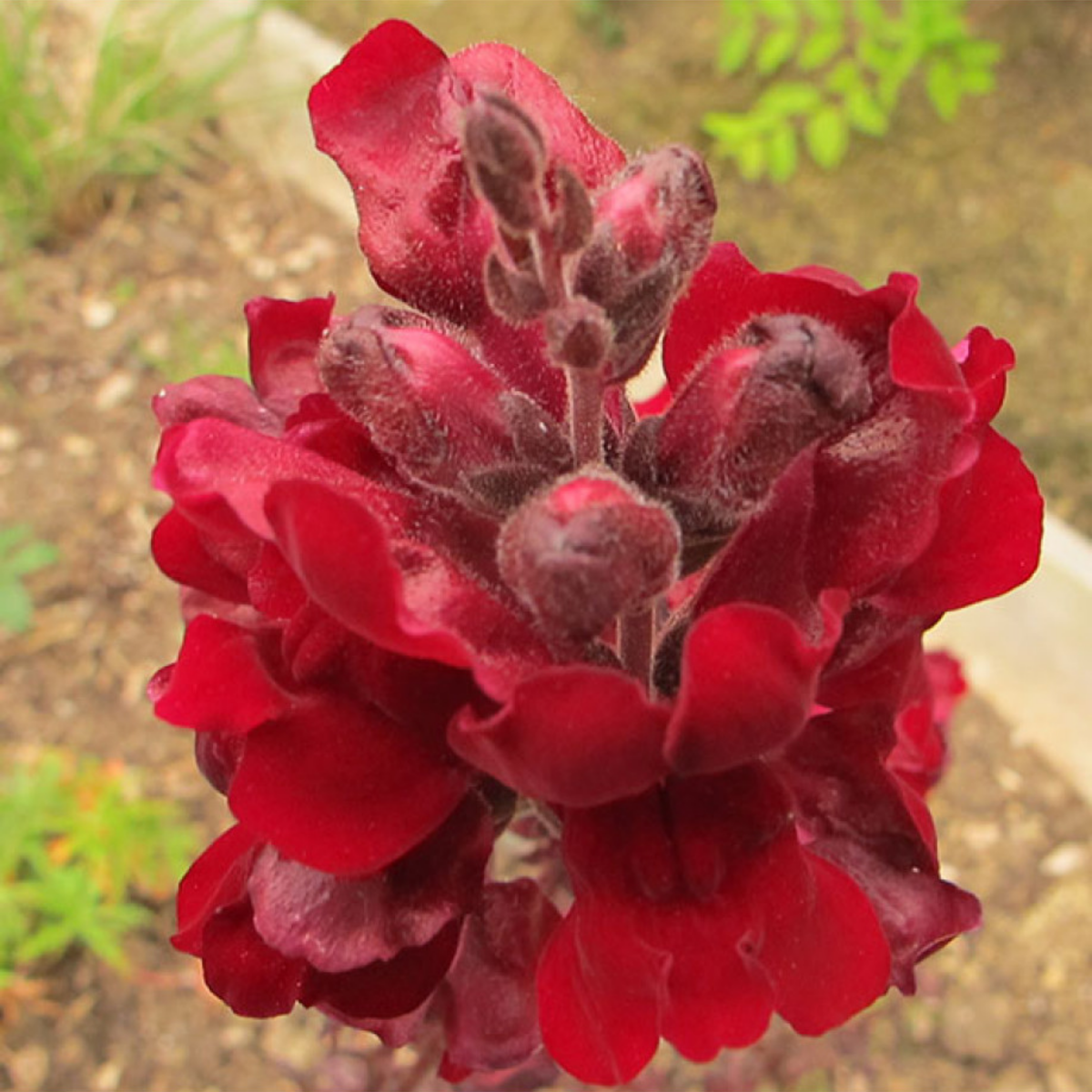 Snapdragon 'Black Prince' Seeds - Cold Resistant, 30 seeds
