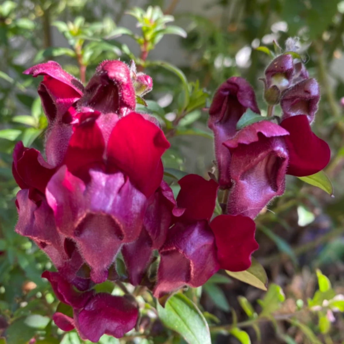 30 Seeds| Snapdragon 'Black Prince' Seeds - Cold Resistant -Attracts pollinators - Open-Pollinating -Plant before the frost/after frost - #62