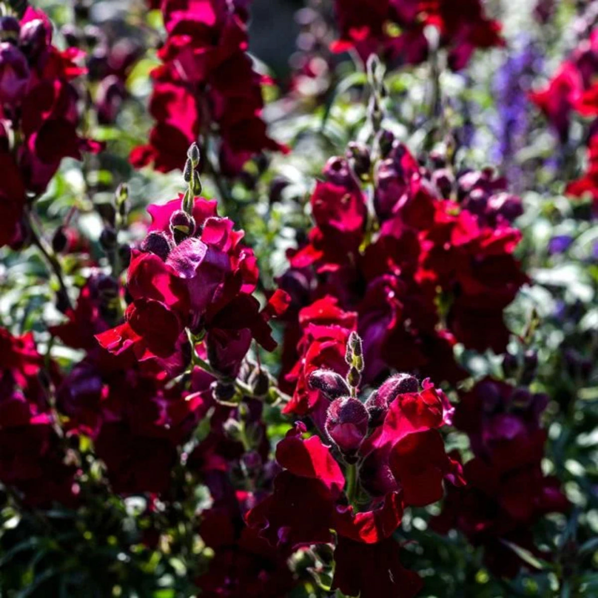 Snapdragon 'Black Prince' Seeds - Cold Resistant, 30 seeds
