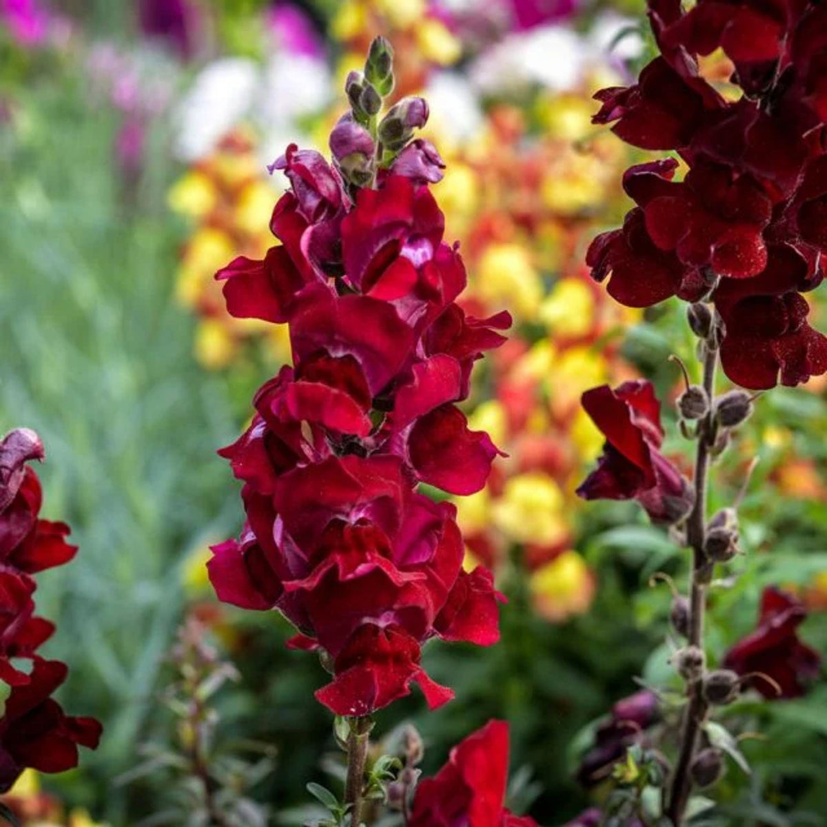 Snapdragon 'Black Prince' Seeds - Cold Resistant, 30 seeds