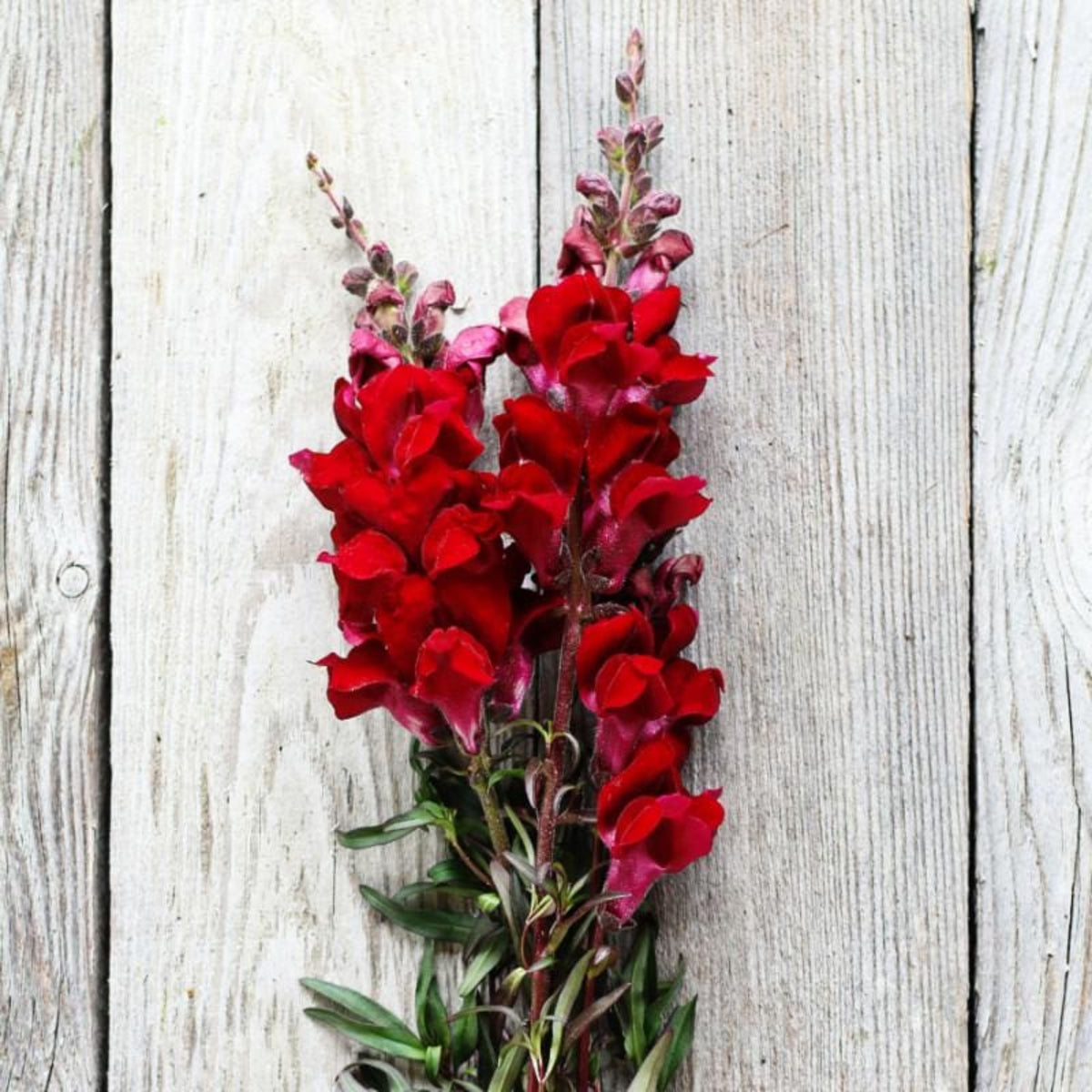 Snapdragon 'Black Prince' Seeds - Cold Resistant, 30 seeds