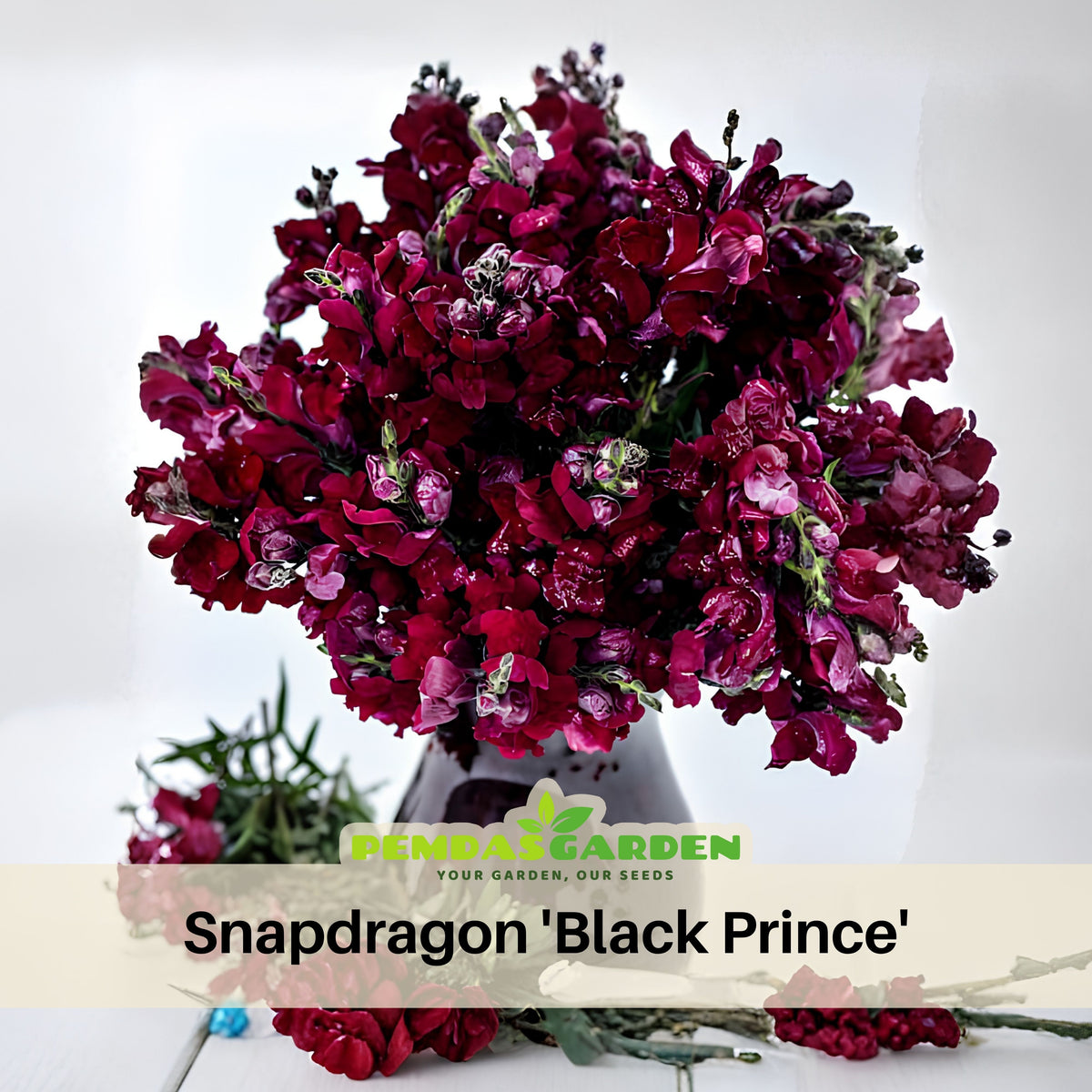 Snapdragon 'Black Prince' Seeds - Cold Resistant, 30 seeds