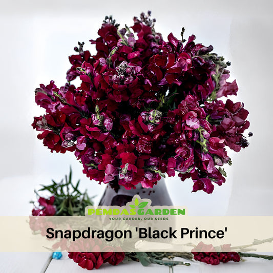 Snapdragon 'Black Prince' Seeds - Cold Resistant, 30 seeds