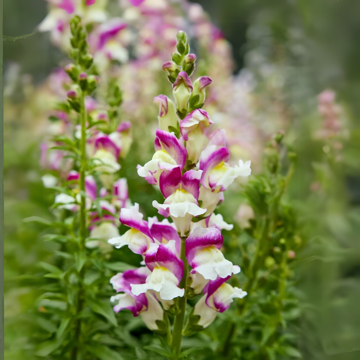 30 Seeds| Snapdragon 'Cherry Twist' Seeds - Cold Resistant -Attracts pollinators - Open-Pollinating - Plant before the frost/after frost - #63