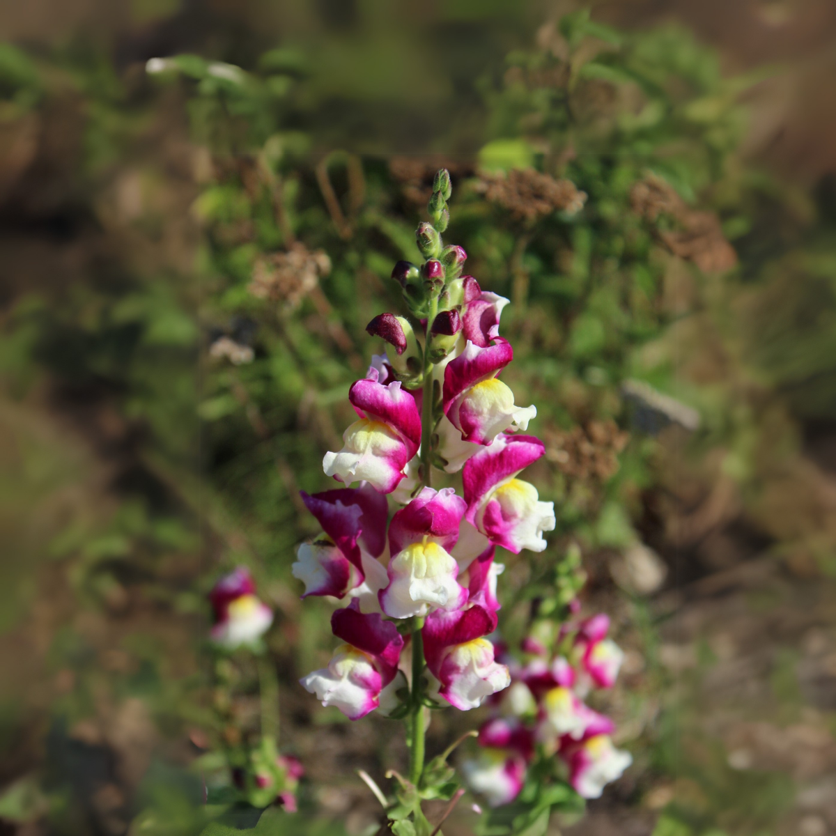 Snapdragon 'Cherry Twist' Seeds - Cold Resistant, 30 seeds