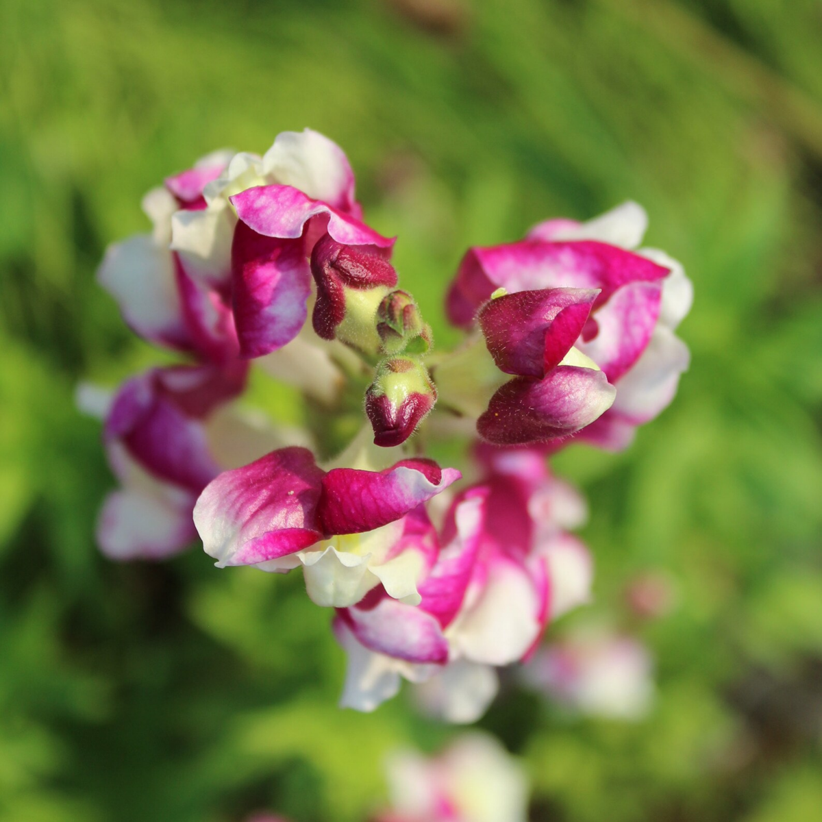 30 Seeds| Snapdragon 'Cherry Twist' Seeds - Cold Resistant -Attracts pollinators - Open-Pollinating - Plant before the frost/after frost - #63