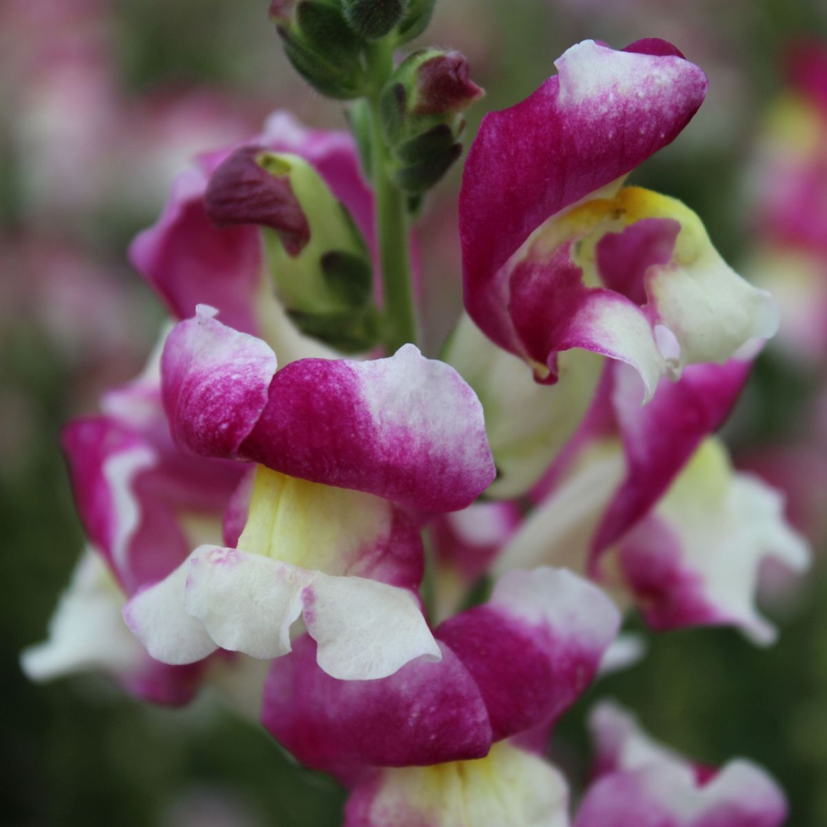 30 Seeds| Snapdragon 'Cherry Twist' Seeds - Cold Resistant -Attracts pollinators - Open-Pollinating - Plant before the frost/after frost - #63