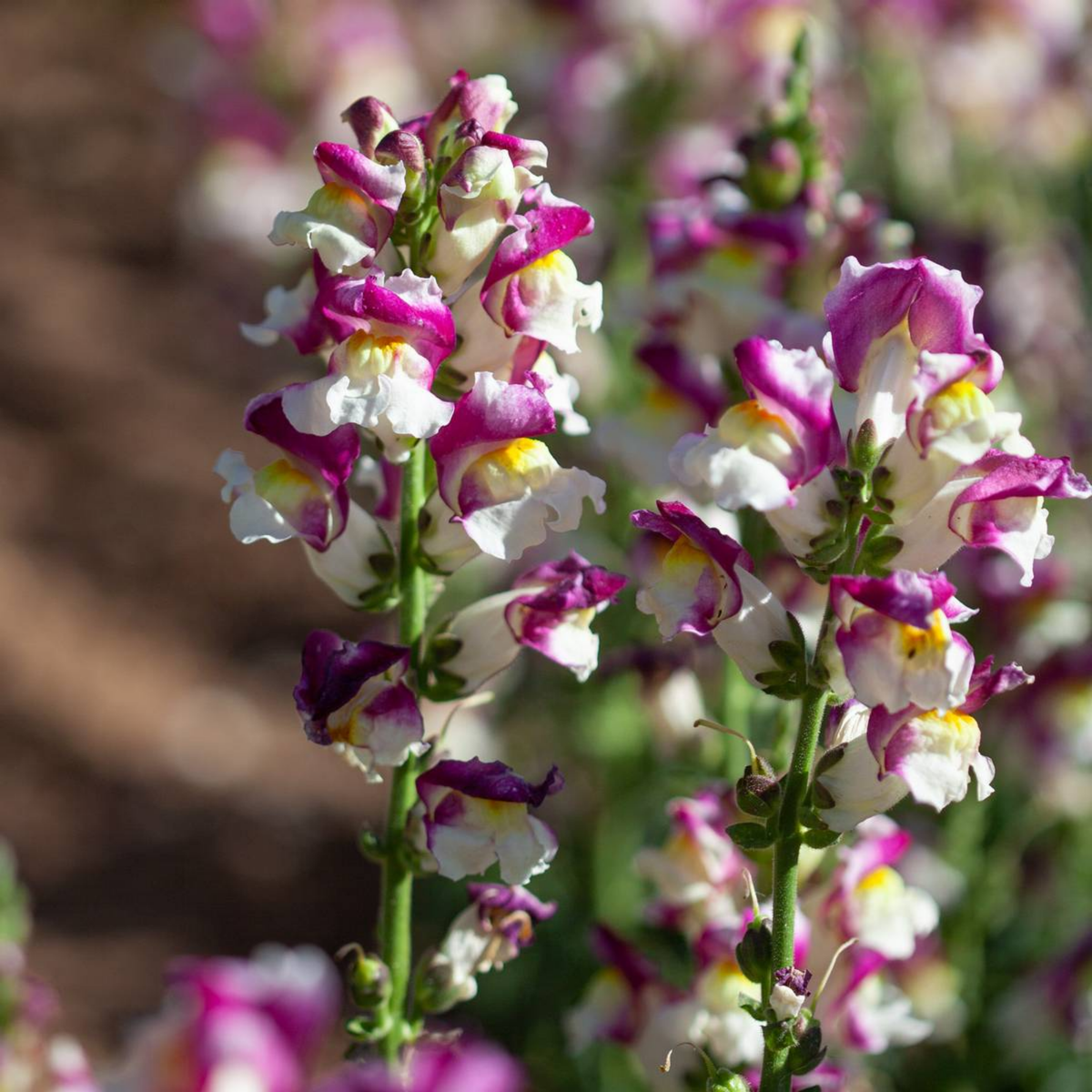 30 Seeds| Snapdragon 'Cherry Twist' Seeds - Cold Resistant -Attracts pollinators - Open-Pollinating - Plant before the frost/after frost - #63