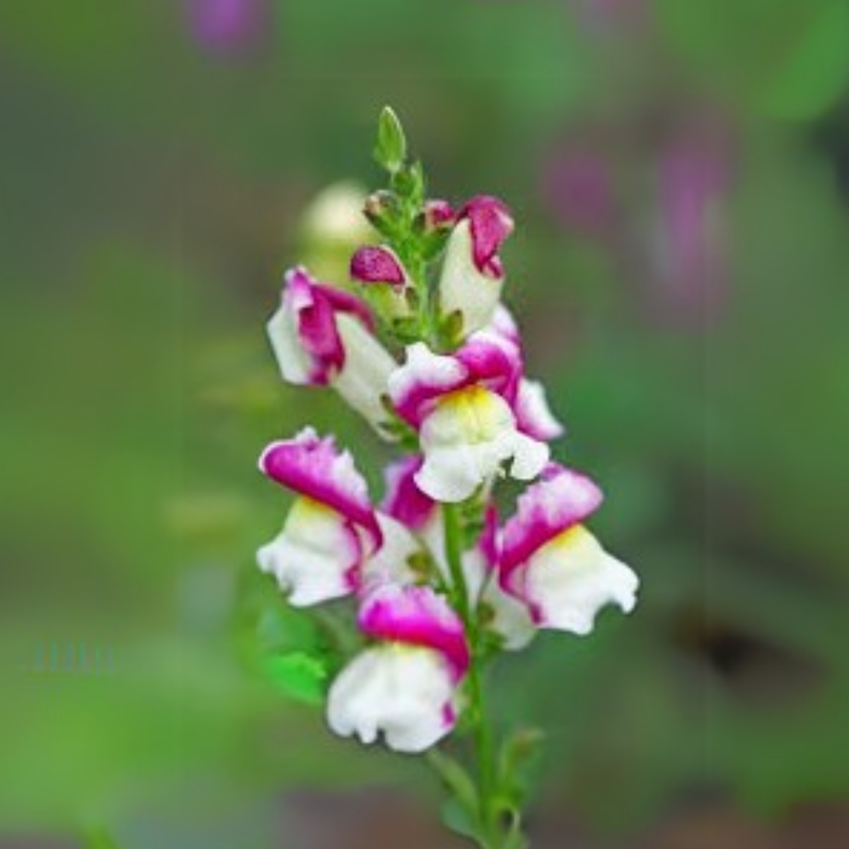 30 Seeds| Snapdragon 'Cherry Twist' Seeds - Cold Resistant -Attracts pollinators - Open-Pollinating - Plant before the frost/after frost - #63