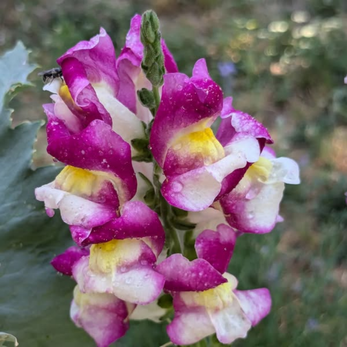 30 Seeds| Snapdragon 'Cherry Twist' Seeds - Cold Resistant -Attracts pollinators - Open-Pollinating - Plant before the frost/after frost - #63