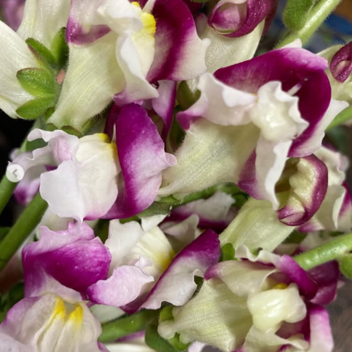 Snapdragon 'Cherry Twist' Seeds - Cold Resistant, 30 seeds