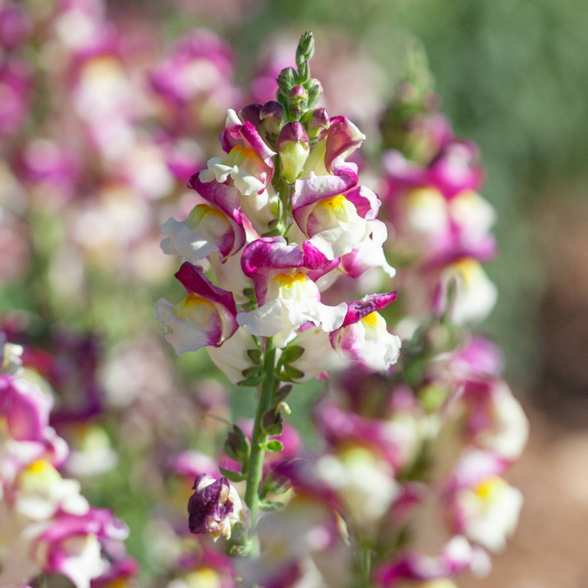 30 Seeds| Snapdragon 'Cherry Twist' Seeds - Cold Resistant -Attracts pollinators - Open-Pollinating - Plant before the frost/after frost - #63
