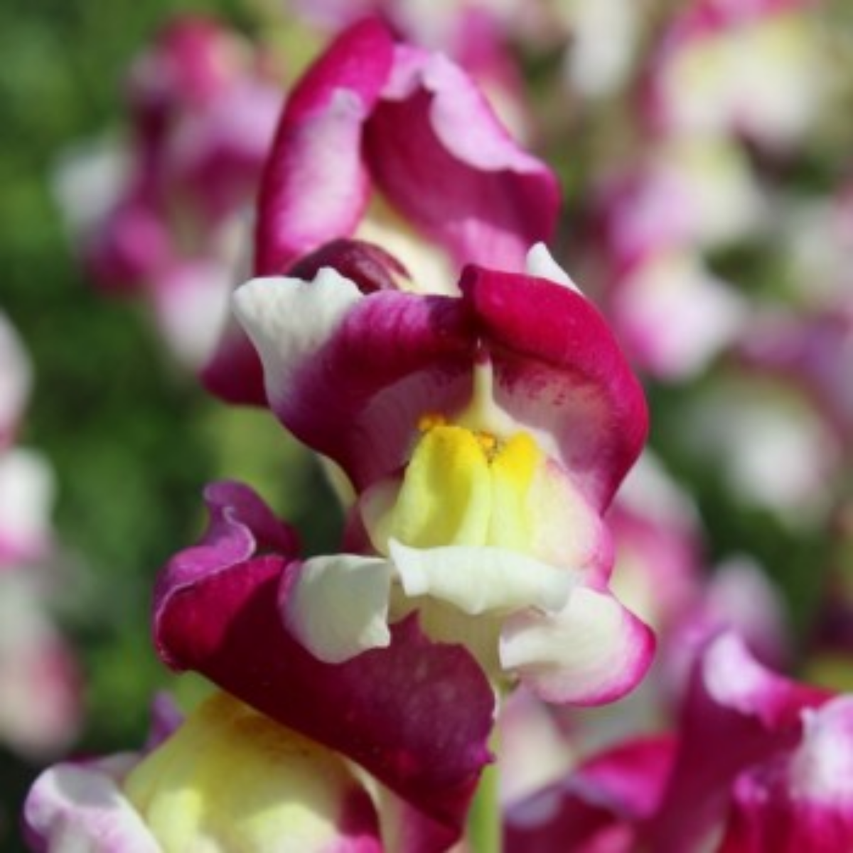 Snapdragon 'Cherry Twist' Seeds - Cold Resistant, 30 seeds