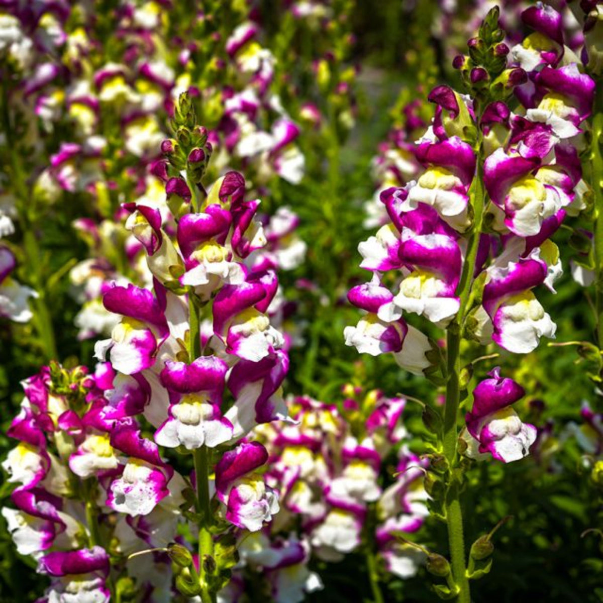 Snapdragon 'Cherry Twist' Seeds - Cold Resistant, 30 seeds