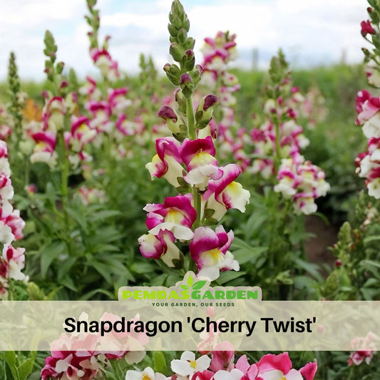 Snapdragon 'Cherry Twist' Seeds - Cold Resistant, 30 seeds