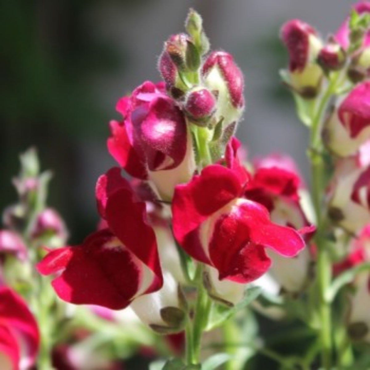 30 Seeds| Snapdragon Night and Day Seeds - Cold Resistant -Attracts pollinators - Open-Pollinating -Plant before the frost/after frost - #65