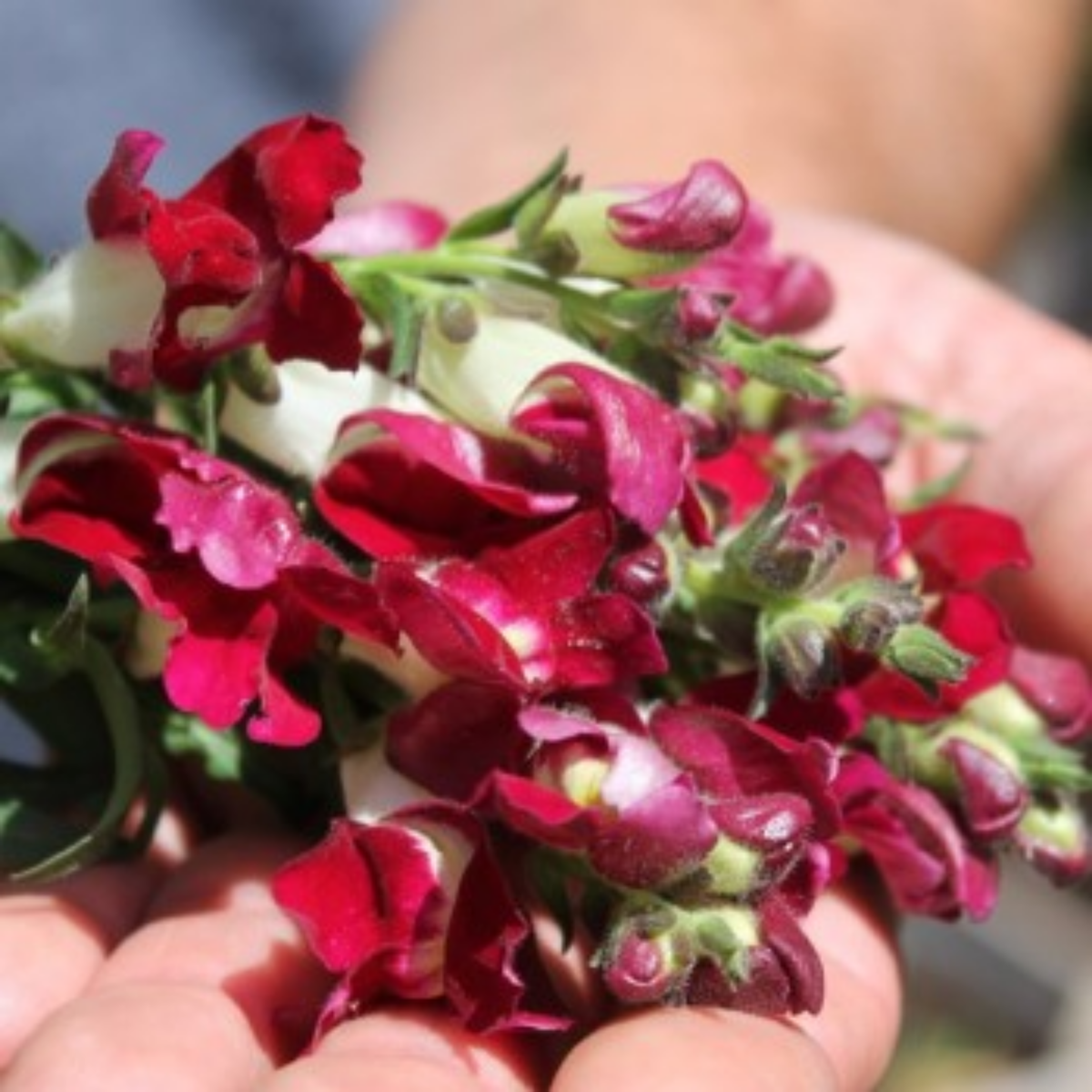 30 Seeds| Snapdragon Night and Day Seeds - Cold Resistant -Attracts pollinators - Open-Pollinating -Plant before the frost/after frost - #65