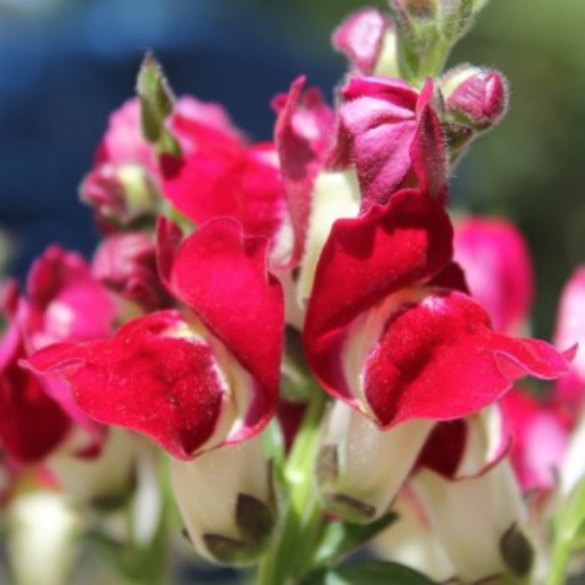 30 Seeds| Snapdragon Night and Day Seeds - Cold Resistant -Attracts pollinators - Open-Pollinating -Plant before the frost/after frost - #65