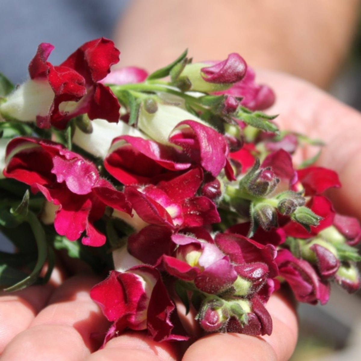 30 Seeds| Snapdragon Night and Day Seeds - Cold Resistant -Attracts pollinators - Open-Pollinating -Plant before the frost/after frost - #65