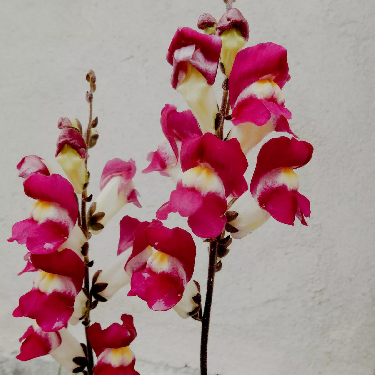 30 Seeds| Snapdragon Night and Day Seeds - Cold Resistant -Attracts pollinators - Open-Pollinating -Plant before the frost/after frost - #65