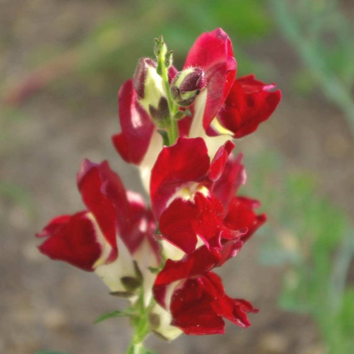 30 Seeds| Snapdragon Night and Day Seeds - Cold Resistant -Attracts pollinators - Open-Pollinating -Plant before the frost/after frost - #65