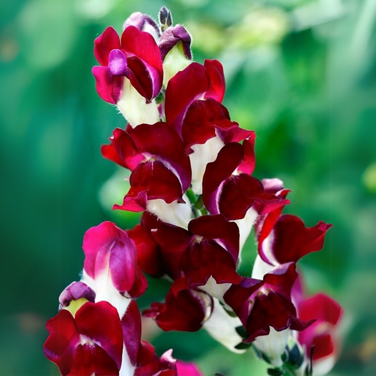 30 Seeds| Snapdragon Night and Day Seeds - Cold Resistant -Attracts pollinators - Open-Pollinating -Plant before the frost/after frost - #65