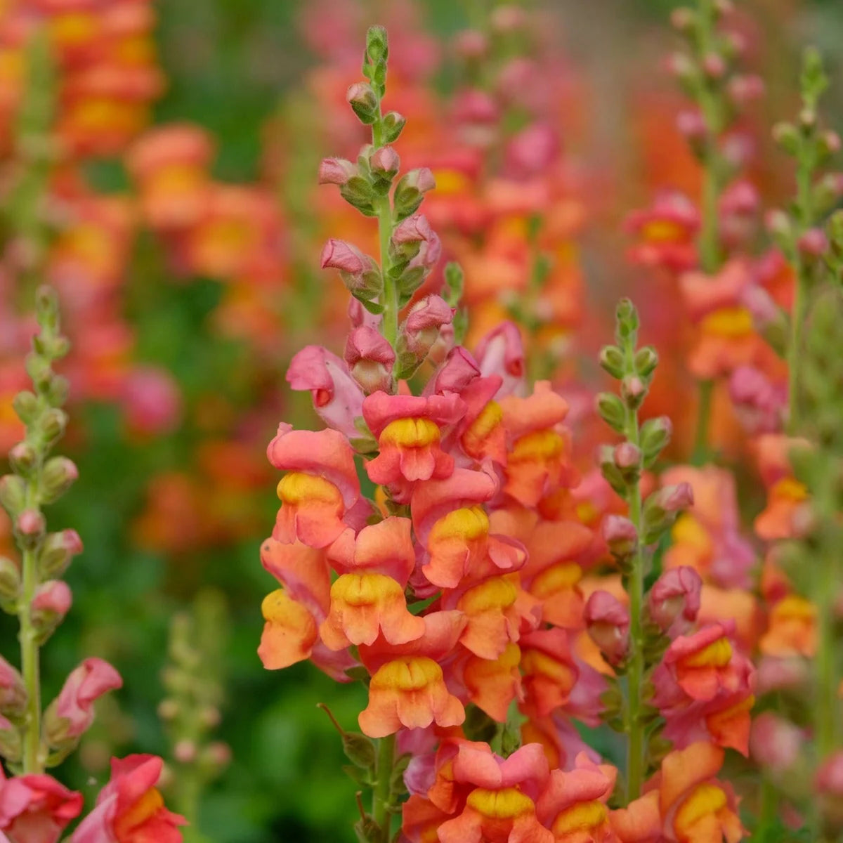 Snapdragons 'Orange Wonder' Seeds - Cold Resistant, 30 seeds