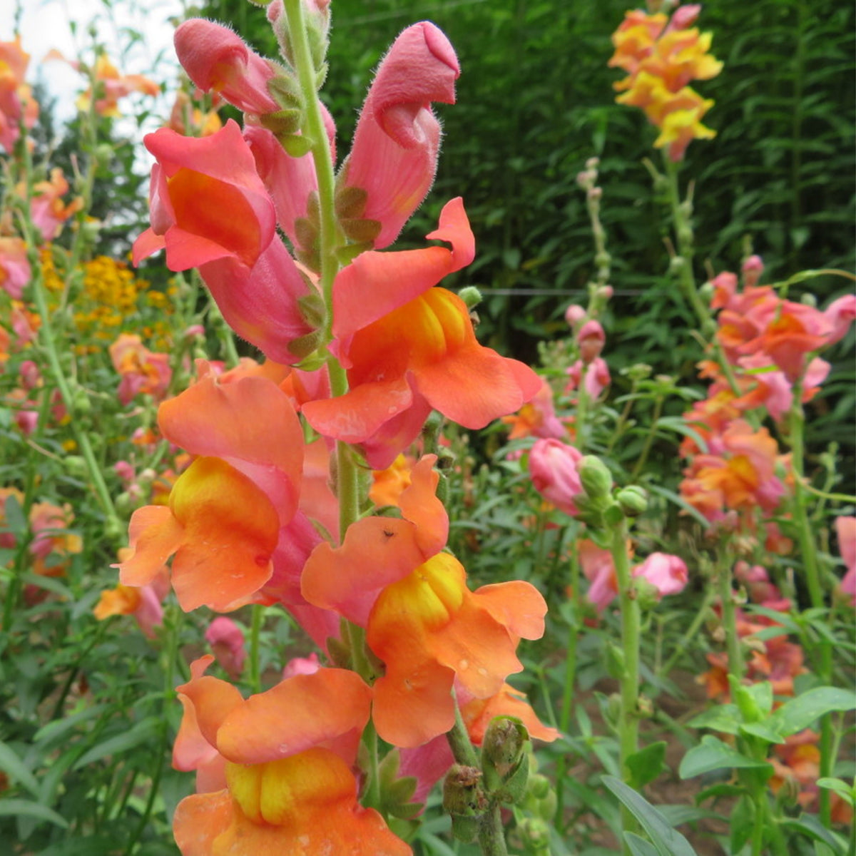 Snapdragons 'Orange Wonder' Seeds - Cold Resistant, 30 seeds