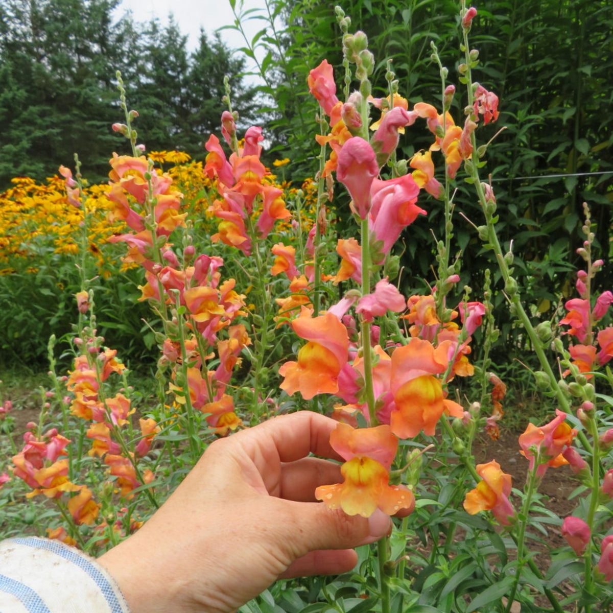 Snapdragons 'Orange Wonder' Seeds - Cold Resistant, 30 seeds