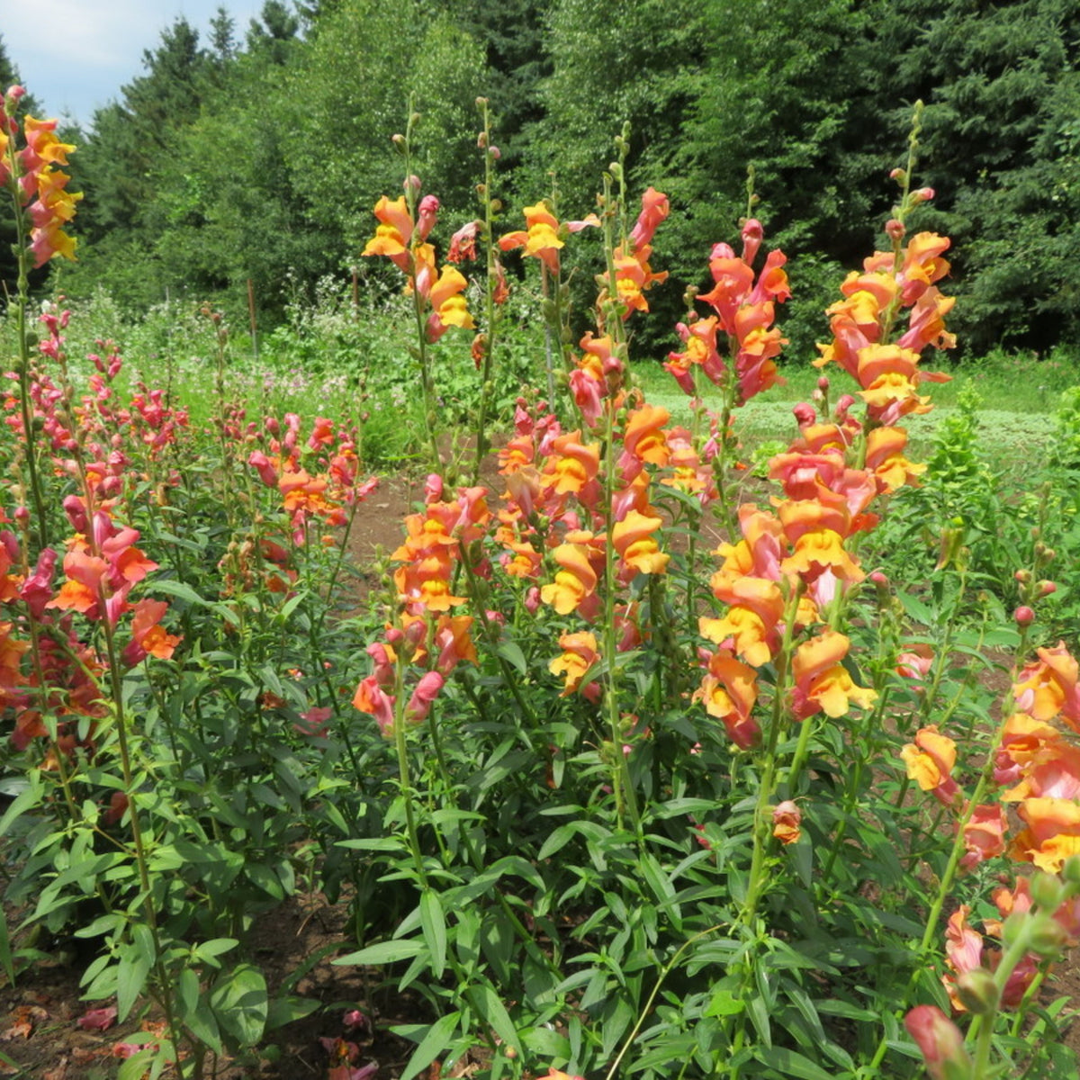 Snapdragons 'Orange Wonder' Seeds - Cold Resistant, 30 seeds
