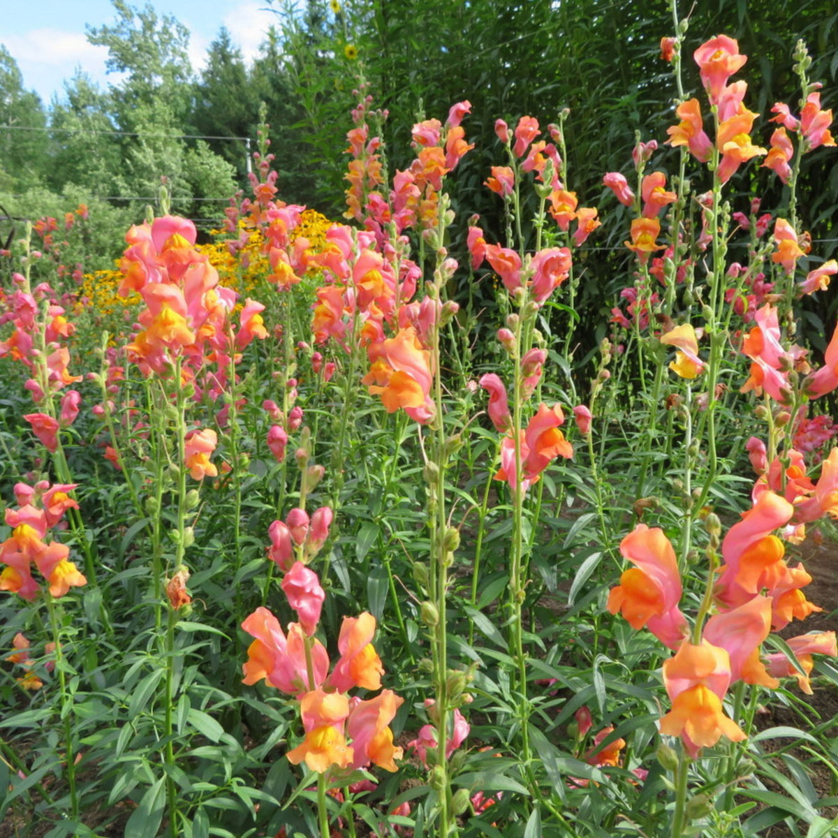 Snapdragons 'Orange Wonder' Seeds - Cold Resistant, 30 seeds