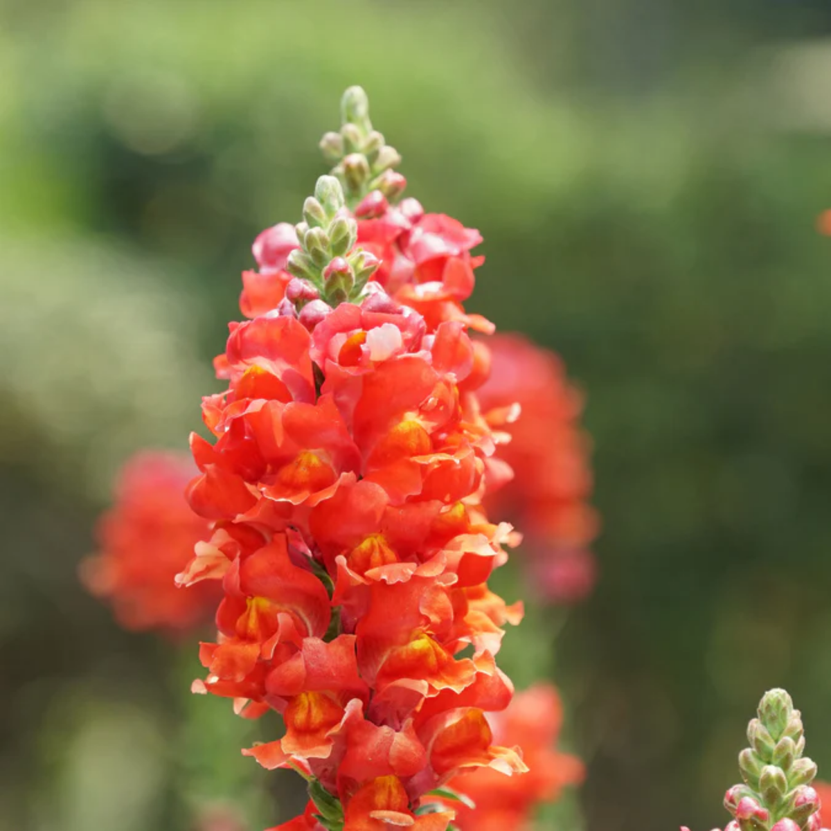 30 Seeds| Snapdragons 'Orange Wonder' Seeds - Cold Resistant -Attracts pollinators - Open-Pollinating -Plant before the frost/after frost - #66