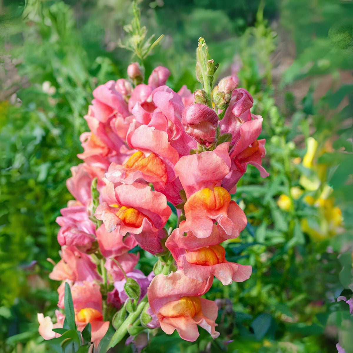 Snapdragons 'Orange Wonder' Seeds - Cold Resistant, 30 seeds