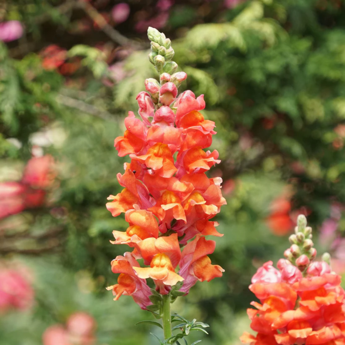 30 Seeds| Snapdragons 'Orange Wonder' Seeds - Cold Resistant -Attracts pollinators - Open-Pollinating -Plant before the frost/after frost - #66