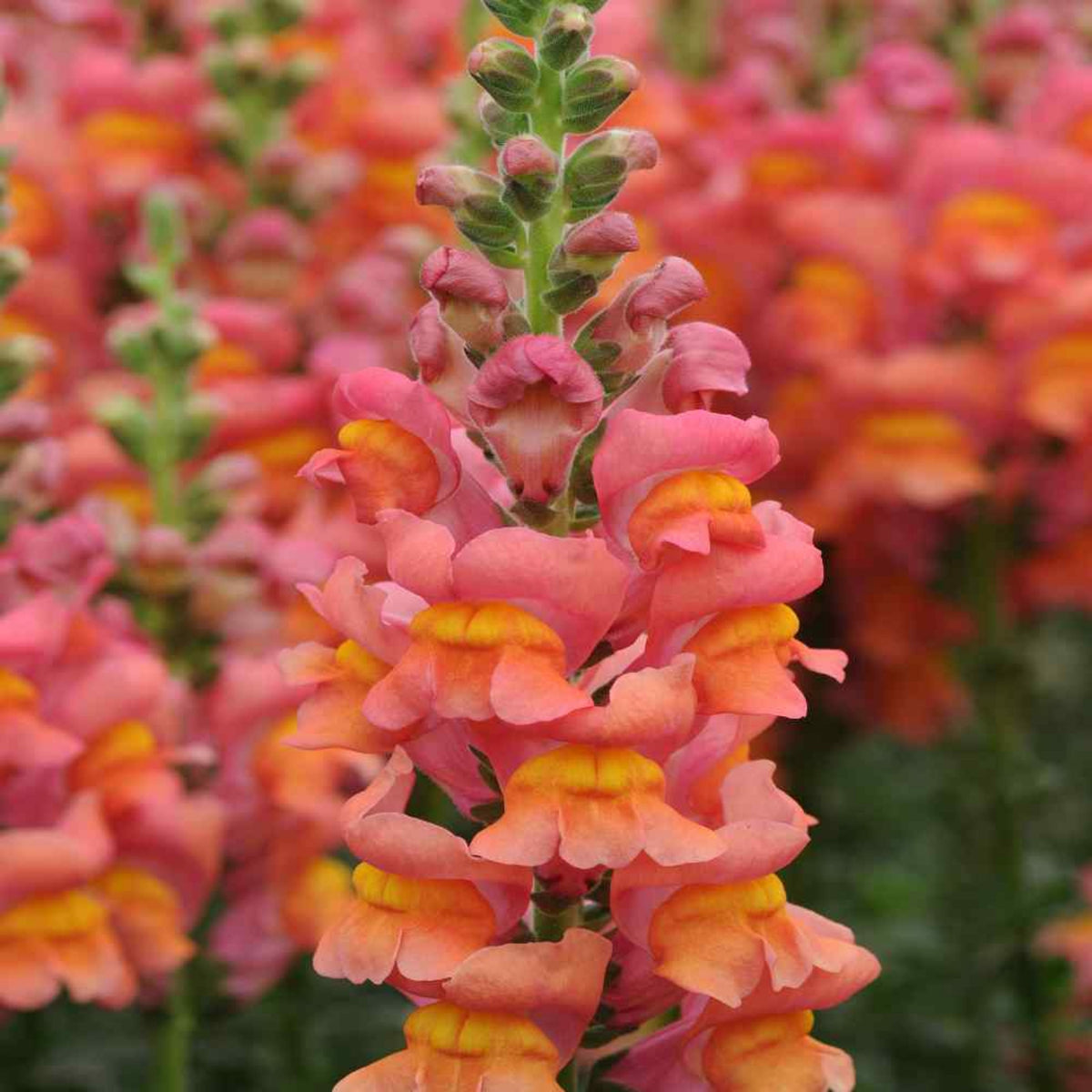 Snapdragons 'Orange Wonder' Seeds - Cold Resistant, 30 seeds
