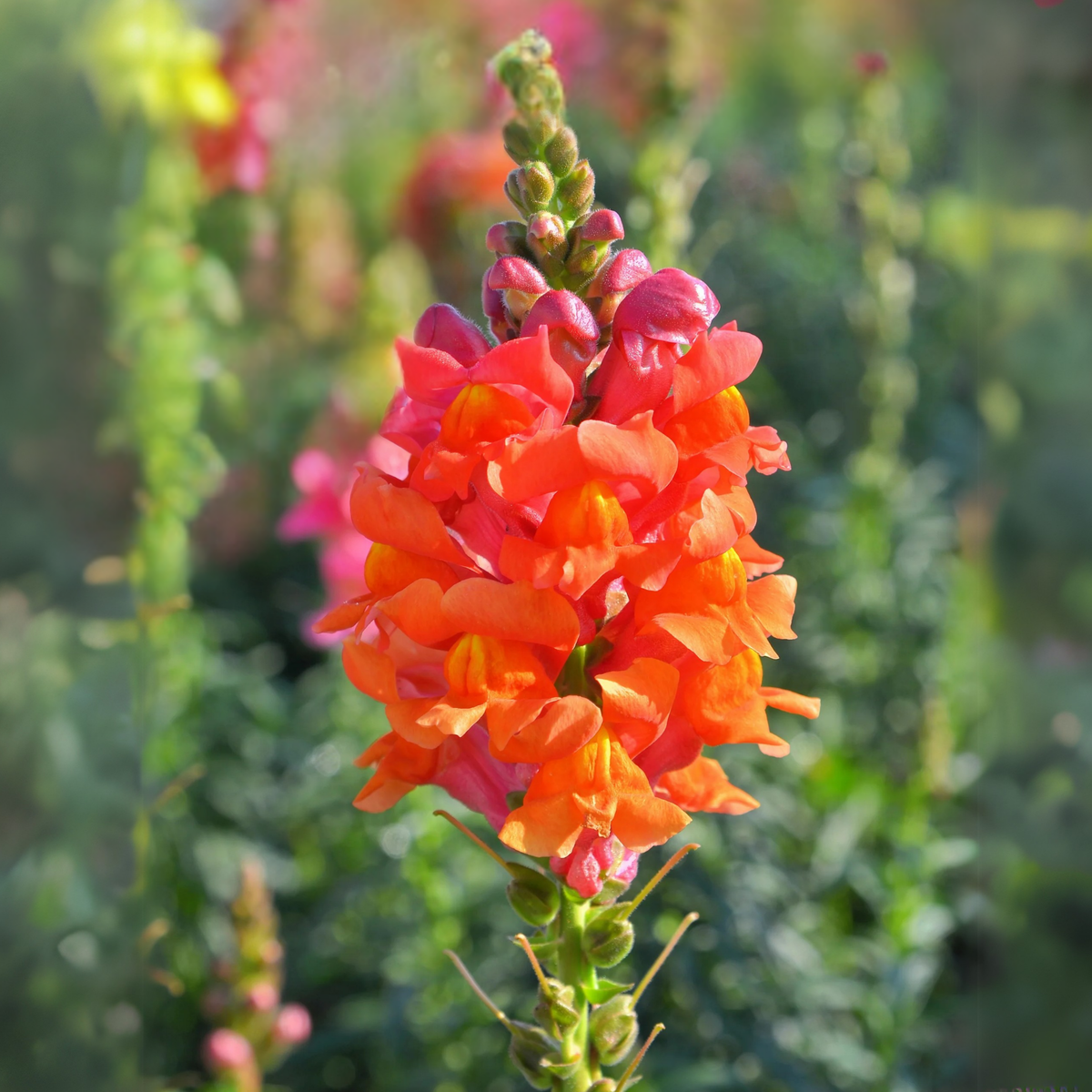 30 Seeds| Snapdragons 'Orange Wonder' Seeds - Cold Resistant -Attracts pollinators - Open-Pollinating -Plant before the frost/after frost - #66