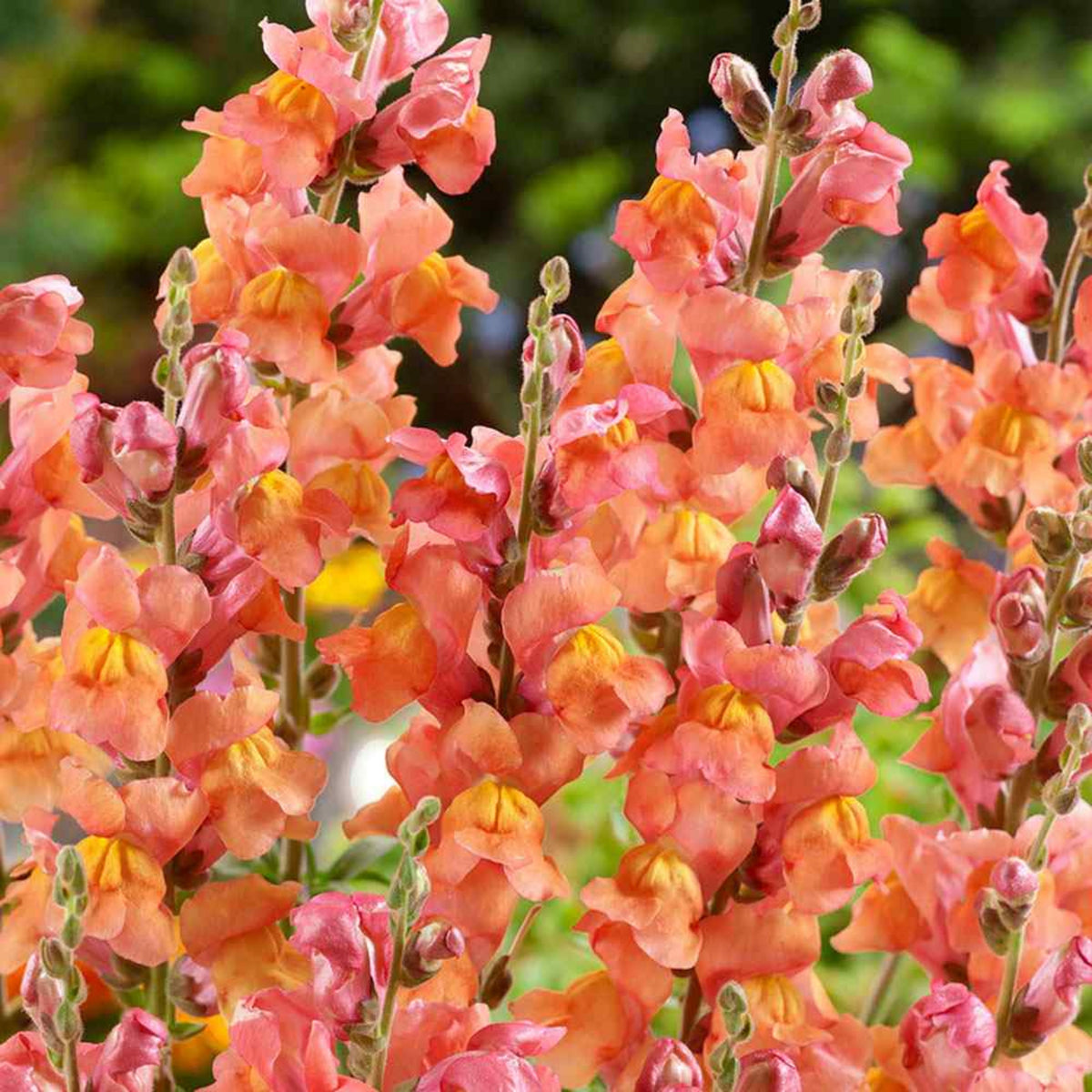 Snapdragons 'Orange Wonder' Seeds - Cold Resistant, 30 seeds